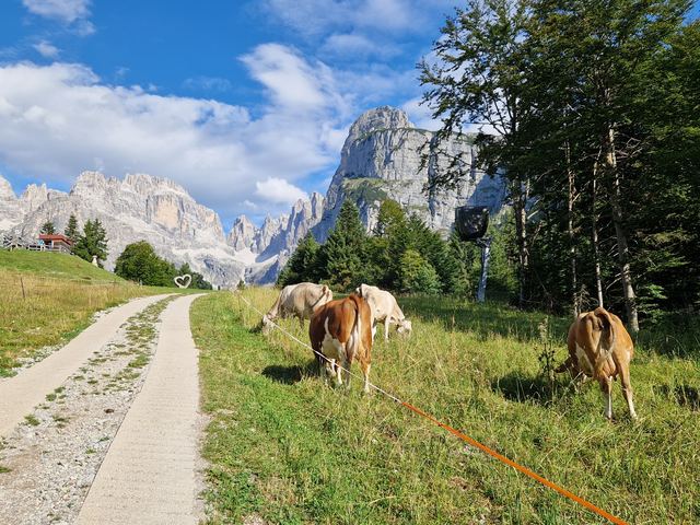 Mucche al pascolo con le Dolomiti di Brenta sullo sfondo